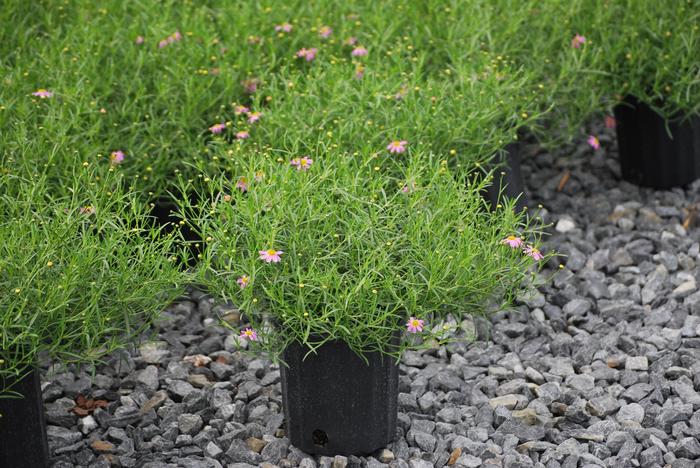 Coreopsis rosea 'American Dream' (Tickseed), purple flowers