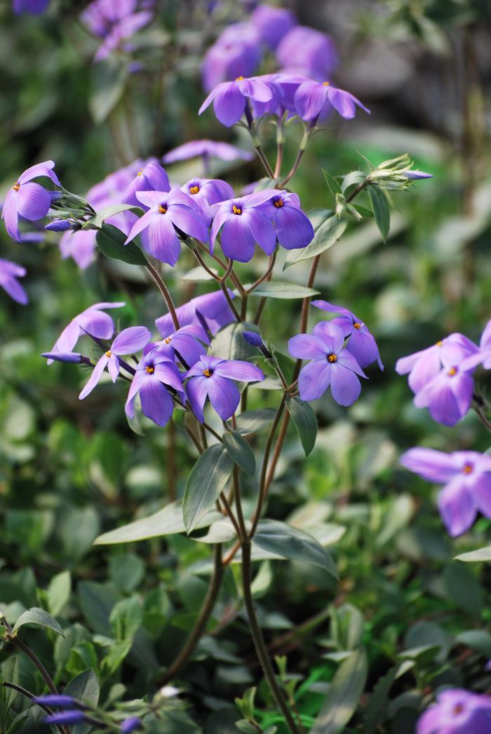 Phlox stolonifera 'Sherwood Purple' (Creeping Phlox)