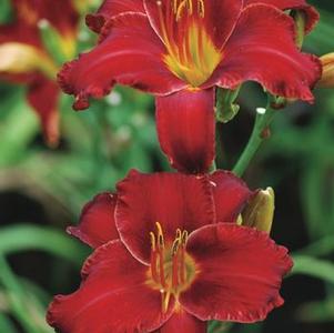 Hemerocallis 'Chicago Apache' (Daylily)