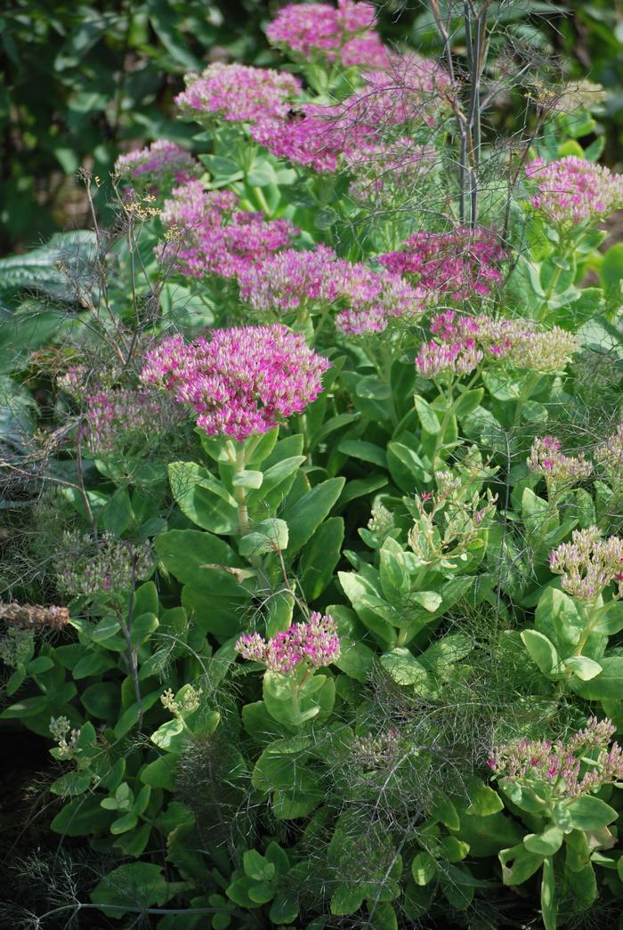 Sedum spectabile 'Neon' (Stonecrop)