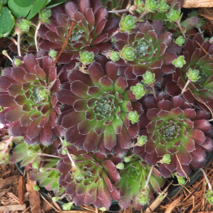 Sempervivum 'Pilioseum' (Hens and Chicks)