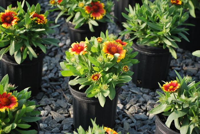 Gaillardia x grandiflora 'Arizona Sun' (Blanket Flower)