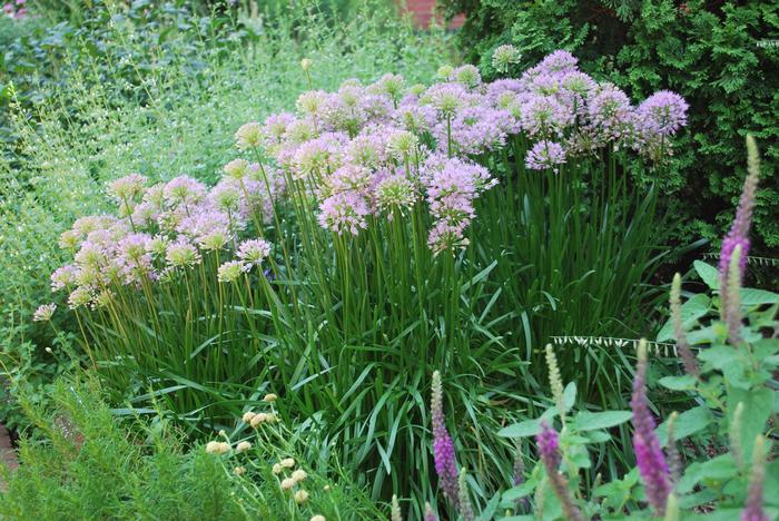 Allium 'Millenium' (Ornamental Onion) perennial