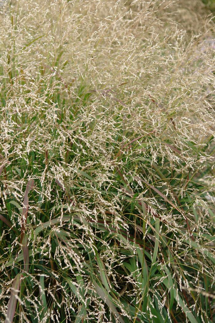 Switchgrass (Panicum virgatum 'Cape Breeze')