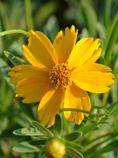 Lanceleaf tickseed (Coreopsis lanceolata)