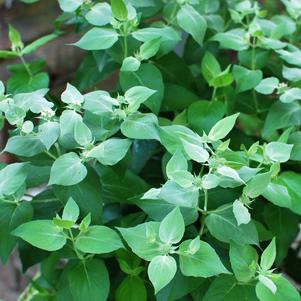 Clustered Mountainmint (Pycnanthemum muticum)