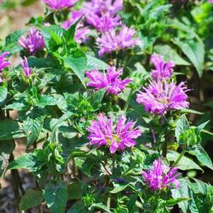 Monarda didyma 'Petite Delight' (Dwarf Bee Balm)