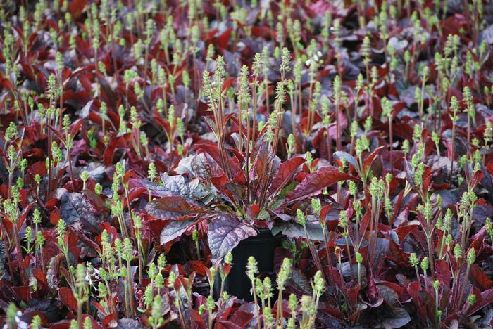 Salvia lyrata 'Purple Knockout' (Sage)