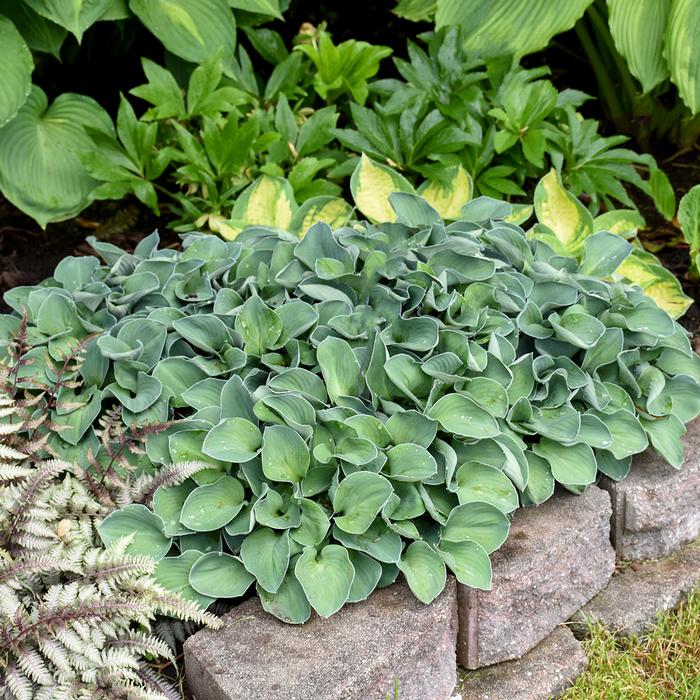 Hosta 'Blue Mouse Ears' (Plantain Lily)