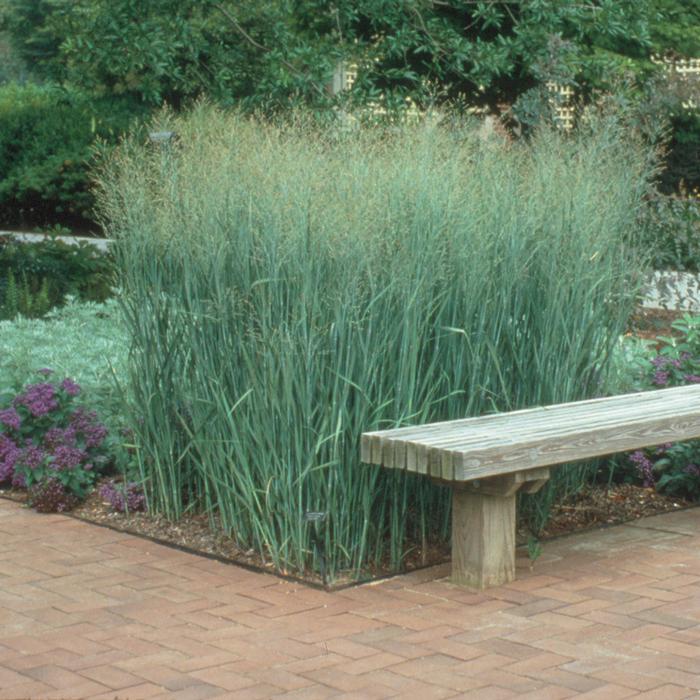 Panicum virgatum 'Heavy Metal' (Blue Switchgrass)