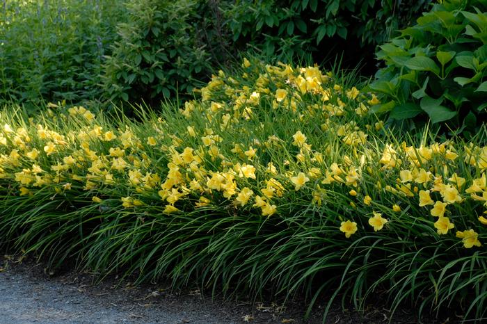 Hemerocallis 'Happy Returns' (Daylily)