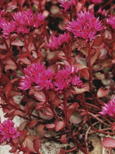 Sedum spurium 'Voodoo' (Stonecrop)