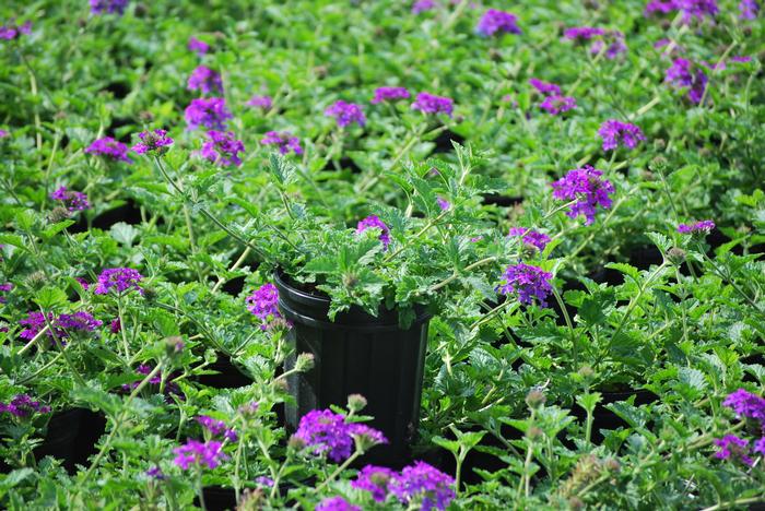 Verbena x 'Homestead Purple' (Vervain)