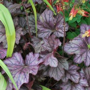 Heuchera x Forever® Purple (Coral Bells)