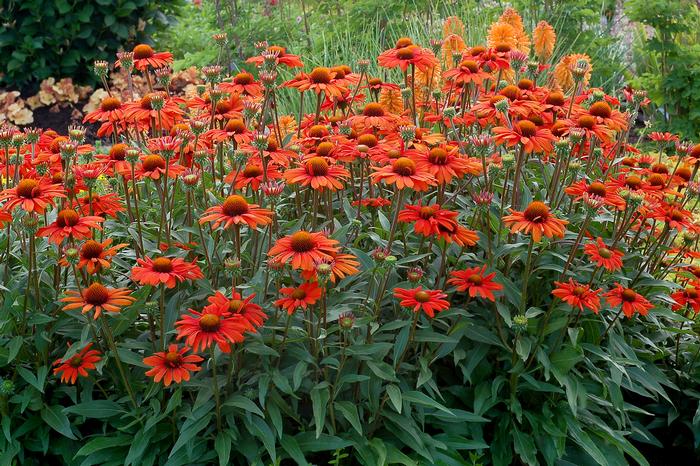 Echinacea Kismet® Intense Orange (Coneflower), orange flowers