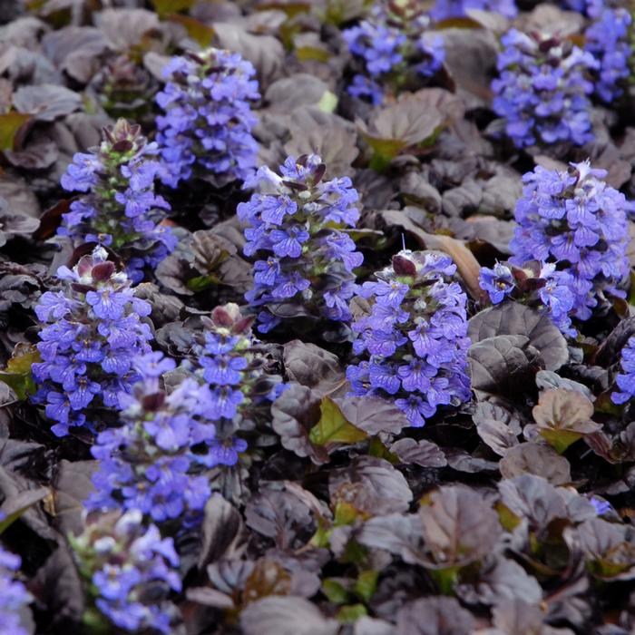 Ajuga reptans 'Black Scallop' (Bugle Weed) perennial