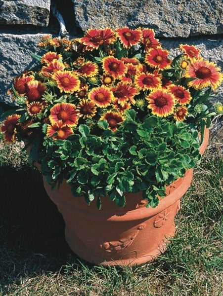 Gaillardia x grandiflora 'Arizona Sun' (Blanket Flower)