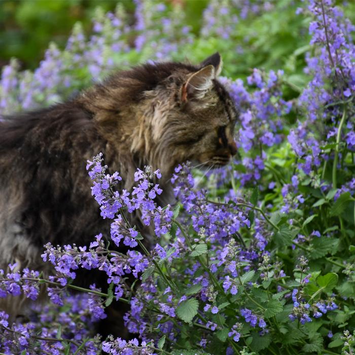 Nepeta x faassenii 'Cat's Meow' (Catmint)