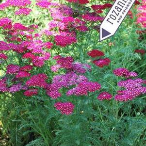 Achillea millefolium 'Pomegranate' (Yarrow) perennial