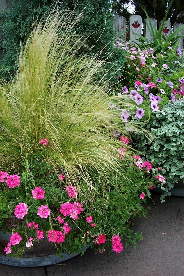 Mexican Feather Grass (Nassella tenuissima)