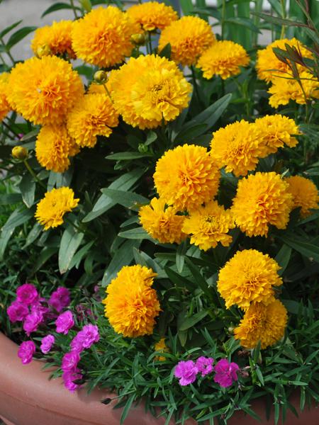 Coreopsis grandiflora Solanna™ Golden Sphere (Tickseed), yellow flowers