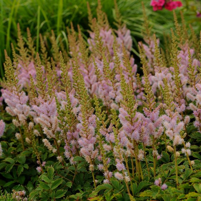 Astilbe chinensis 'Pumila' (False Spirea) perennial, purple flowers