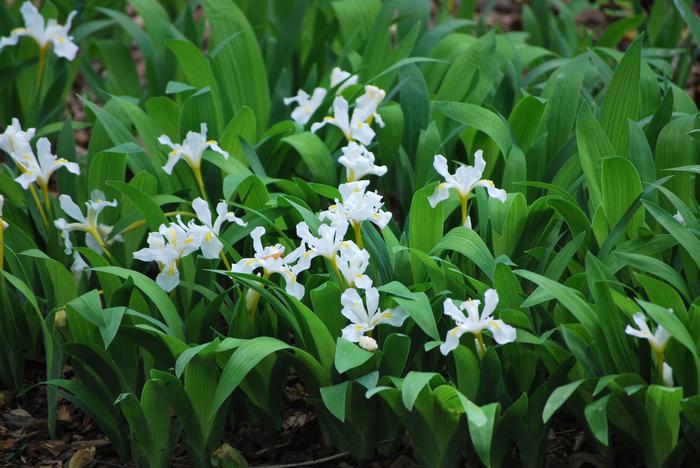 Iris cristata 'Tennessee White' (Dwarf Crested Iris)