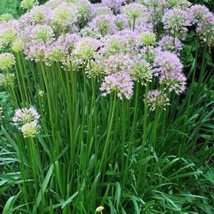 Allium 'Millenium' (Ornamental Onion) perennial