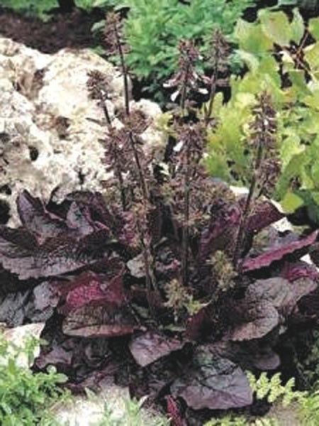 Salvia lyrata 'Purple Knockout' (Sage)