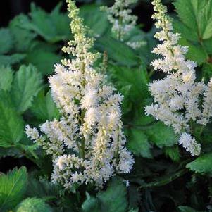 Astilbe chinensis 'Vision in White' (False Spirea) perennial, white flowers