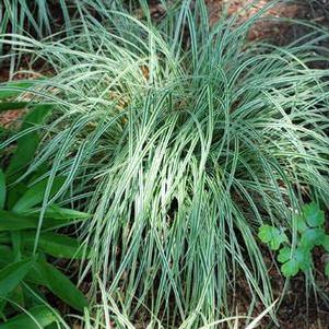 Carex oshimensis EverColor® Everest (Sedge)