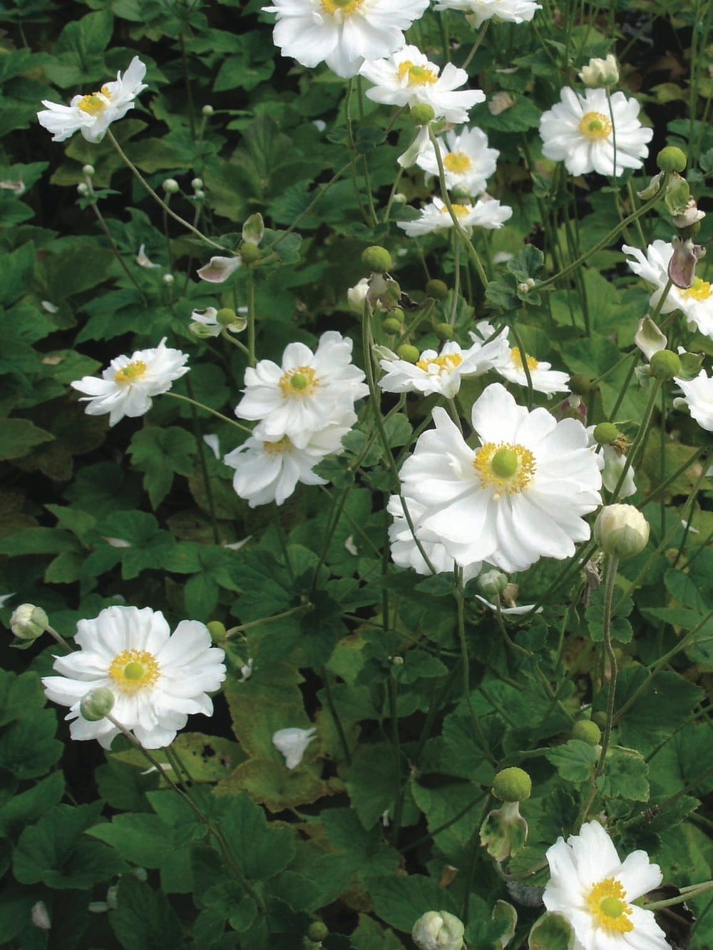 Anemone x hybrida 'Honorine Jobert' (Windflower) perennial