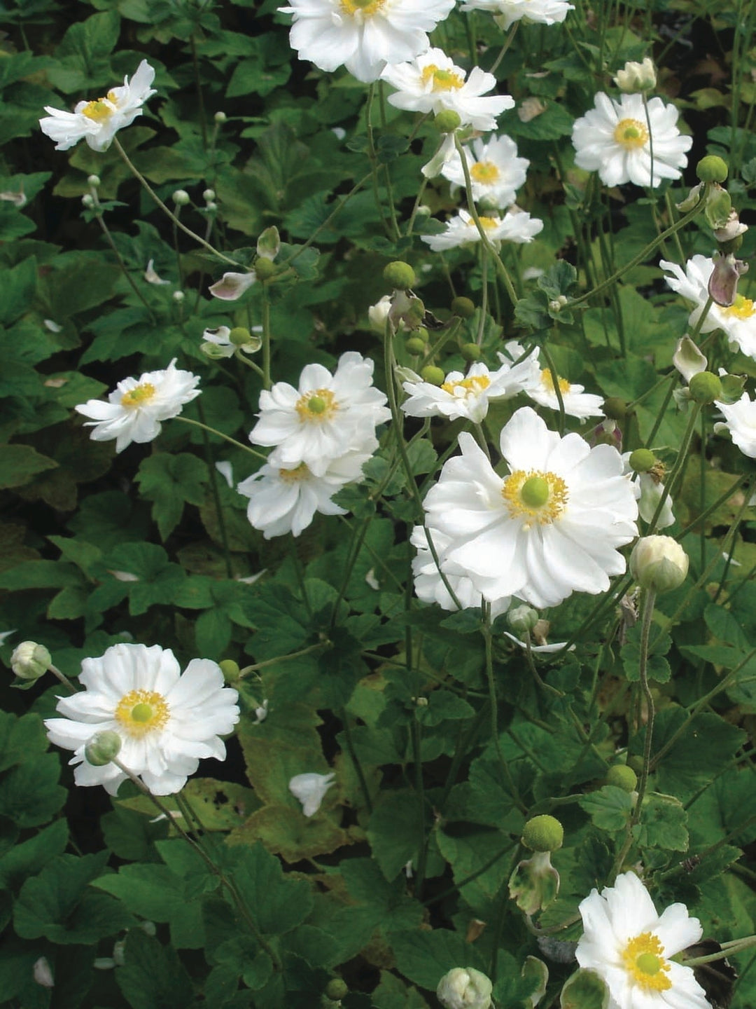 Anemone x hybrida 'Honorine Jobert' (Windflower) perennial