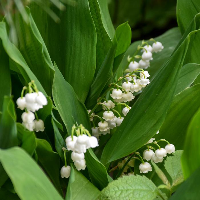 Lily-of-the-Valley (Convallaria majalis)