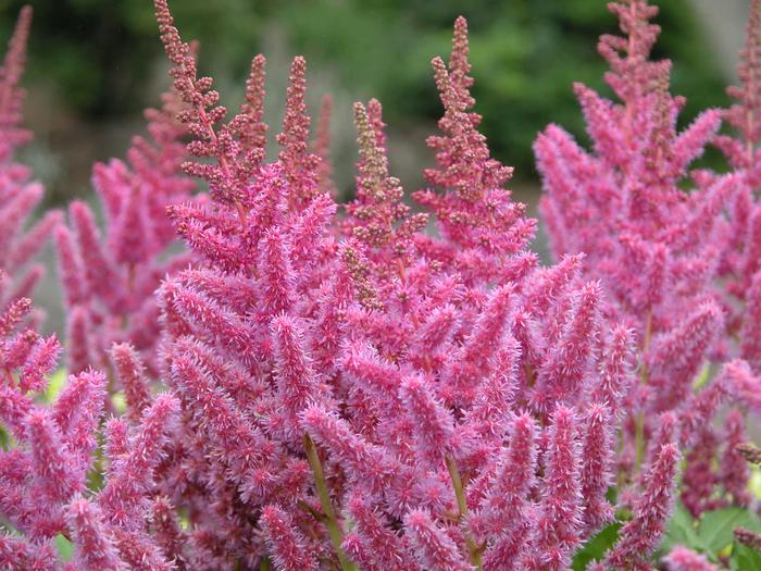 Astilbe chinensis 'Vision in Pink' (False Spirea) perennial, pink flowers