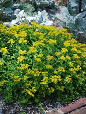 Sedum kamtschaticum (Stonecrop)