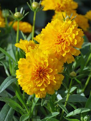 Coreopsis grandiflora Solanna™ Golden Sphere (Tickseed), yellow flowers