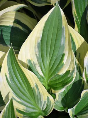 Hosta x 'Wide Brim' (Plantain Lily)