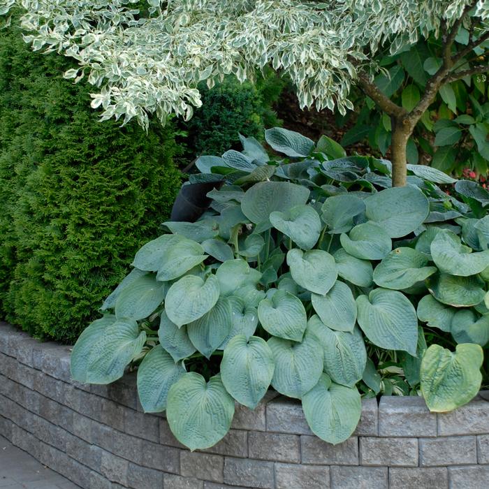 Hosta sieboldiana 'Elegans' (Plantain Lily)