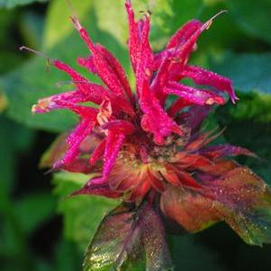 Monarda x 'Raspberry Wine' (Bee Balm)