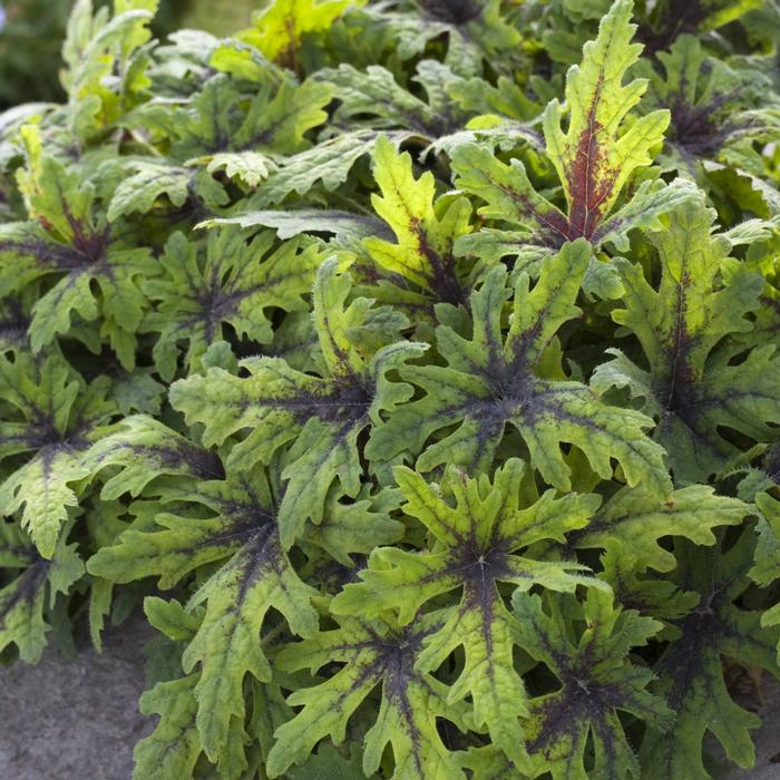 Tiarella 'Timbuktu' (Foam Flower)