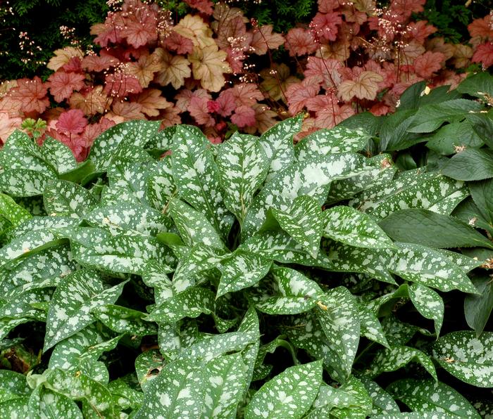 Pulmonaria x 'Trevi Fountain' (Lungwort)