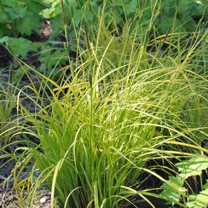 Golden Variegated Sedge (Carex elata 'Bowles Golden')