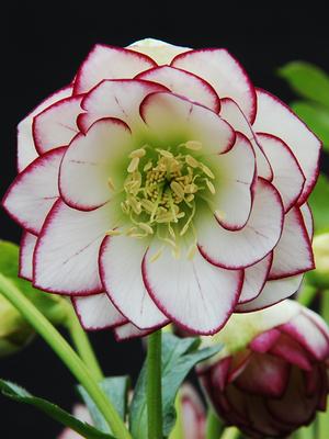 Helleborus x hybridus Winter Jewels® 'Fire and Ice'