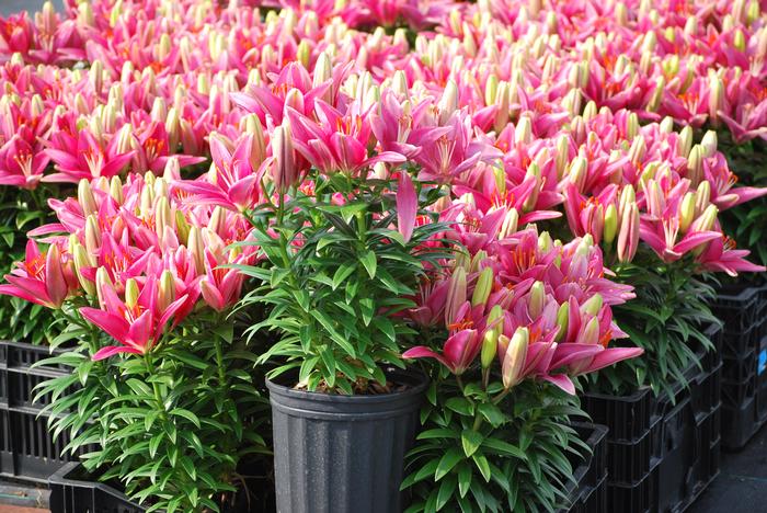 Lilium Lily Looks™'Tiny Pearl' (Dwarf Asiatic Hardy Lily)