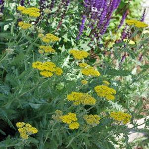 Achillea x 'Moonshine' (Yarrow) perennial