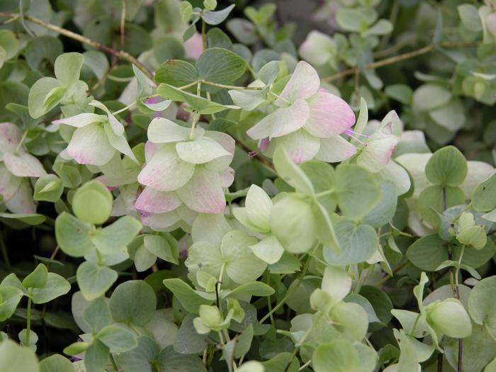 Ornamental Oregano (Origanum rotundifolium 'Kent Beauty')