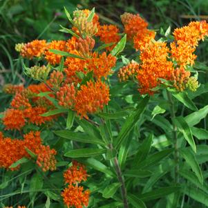 Butterfly Weed (Asclepias tuberosa), orange flowers