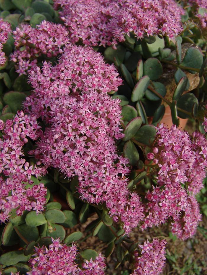 Sedum sieboldii (Stonecrop)