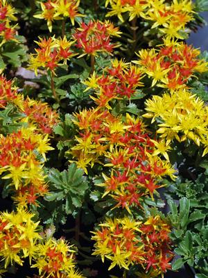 Sedum floriferum 'Weihenstephaner Gold' (Stonecrop)